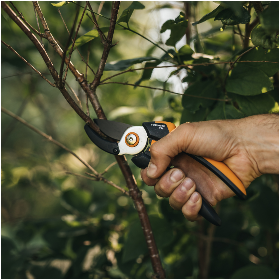 Obstbaum-Schnittkurs